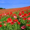 Price: €2.05 - Semințe Mac de câmp (Papaver rhoeas) - 