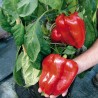 Price: €2.049999 - Semillas de pimiento gigante F1 - 