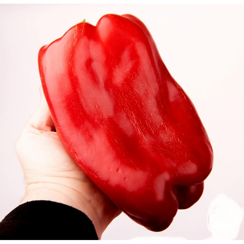 Price: €2.049999 - Óriás Giant F1 kaliforniai paprika mag - 
