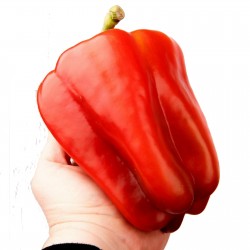 Gigantische F1 paprika zaden