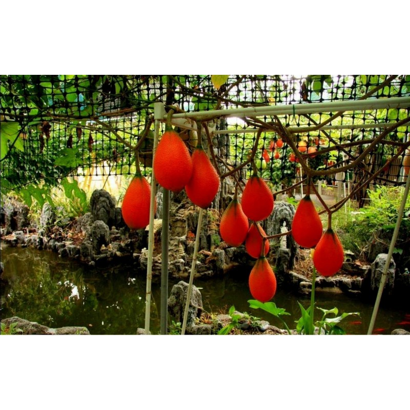 Gacfrucht, Gac Fruit, Baby Jackfrucht Samen