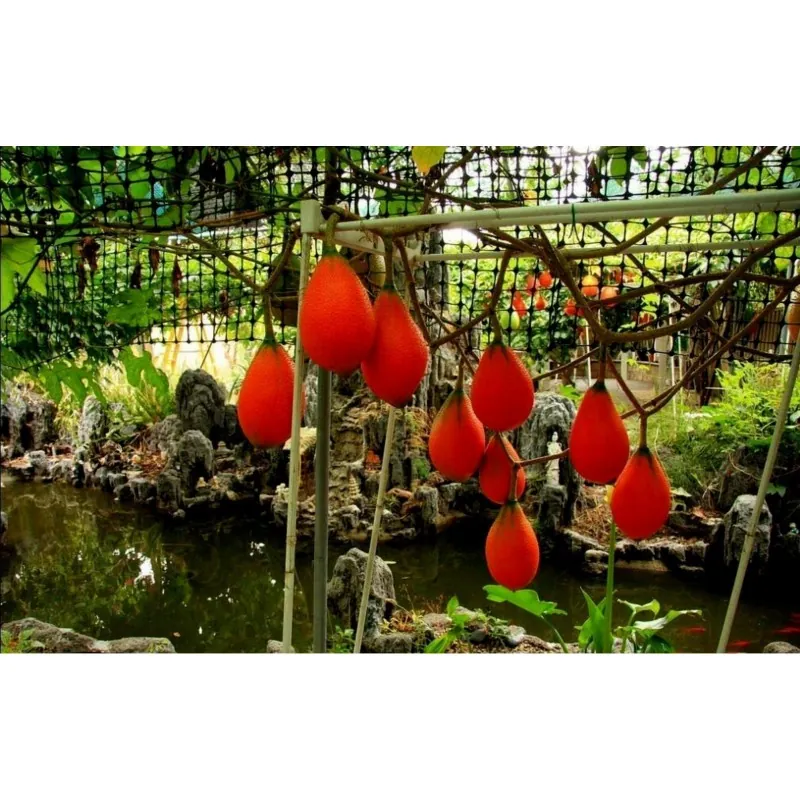 Σπόροι Gac Fruit (Momordica cochinchinensis)