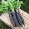Price: €1.25 - Samen der Schwarzen Bergrüben - 