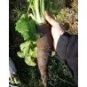 Black mountain beet seeds