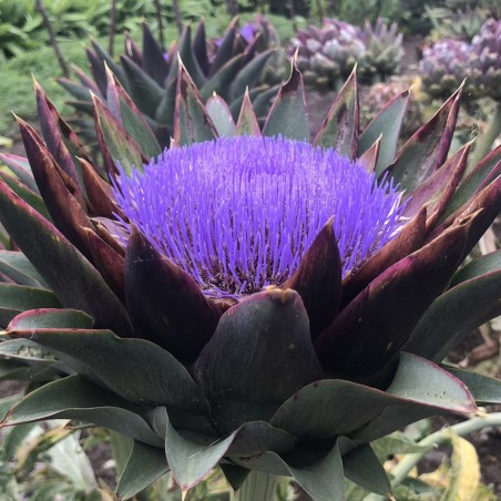 Semillas de alcachofa VIOLETA DE PROVENZA
