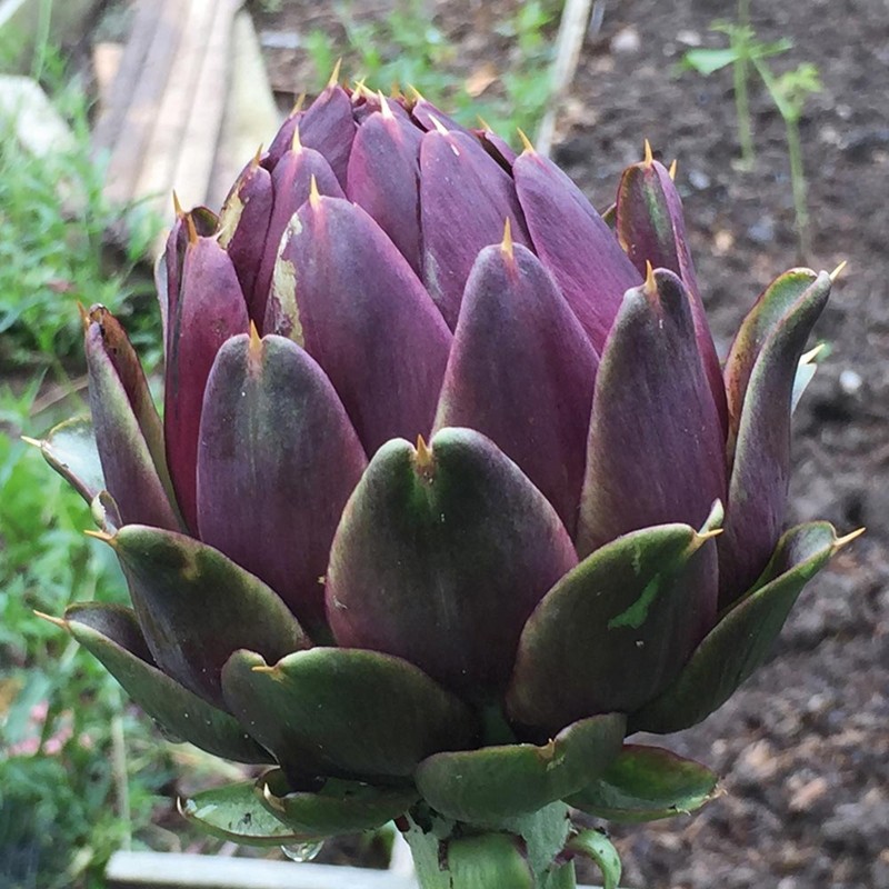 Semillas de alcachofa VIOLETA DE PROVENZA