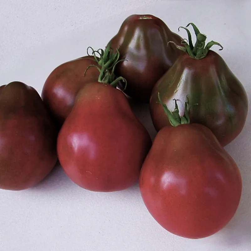 Semillas De Tomate Trufa Negro