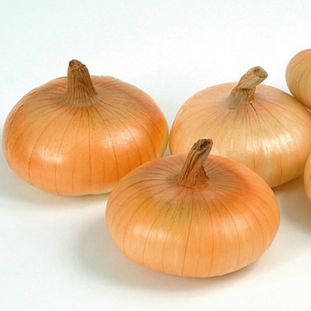Price: €1.35 - Semillas de cebolla Bianca di Maggio -
