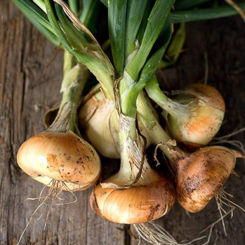 Price: €1.35 - Semillas de cebolla Bianca di Maggio - 