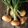 Price: €1.35 - Semillas de cebolla Bianca di Maggio - 