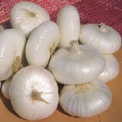 Price: €1.35 - Graines d'oignon Bianca di Maggio - 