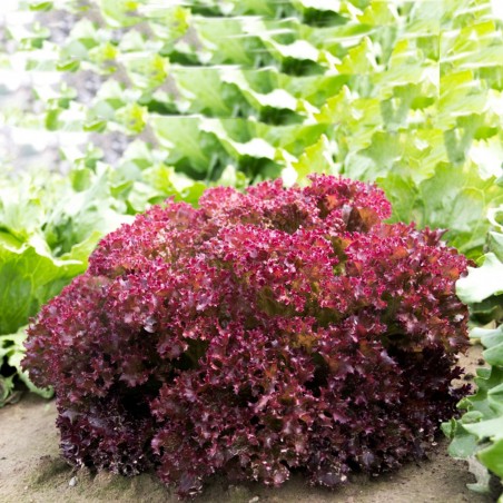 Price: €1.1 - Semillas de Lechuga Lollo Rossa Concorde -