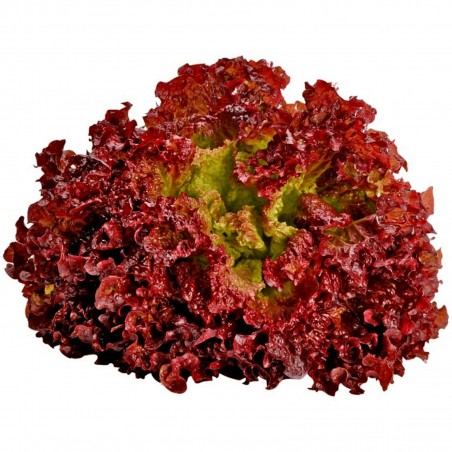 Price: €1.1 - Semillas de Lechuga Lollo Rossa Concorde -