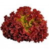 Price: €1.1 - Seme Salate Lollo Rossa Concorde - 
