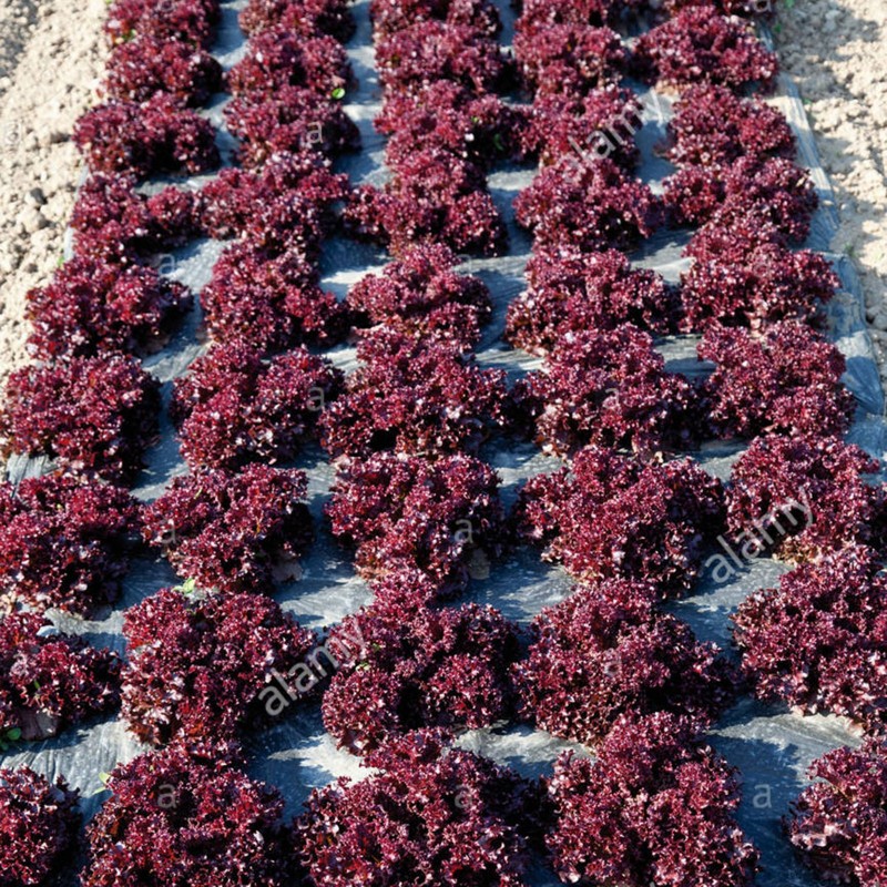 Price: €1.1 - Semillas de Lechuga Lollo Rossa Concorde - 