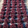 Price: €1.1 - Seme Salate Lollo Rossa Concorde - 