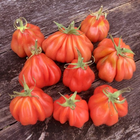 Price: €1.95 - Semillas de tomate TLACOLULA RIBBED - Seeds Gallery