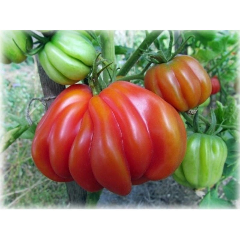 Price: €1.95 - Semi di pomodoro TLACOLULA RIBBED - RARISSIMO - Seeds Gallery