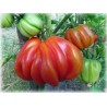 Price: €1.95 - Tomatfrön TLACOLULA RIBBED - Seeds Gallery