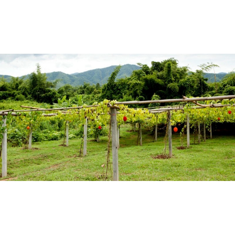 Frön Gac Frukt (Momordica, cochinchinensis)