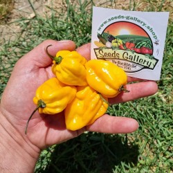 Price: €5.95 - 100 Σπόροι Τσίλι - πιπέρι Habanero κίτρινο - Seeds Gallery
