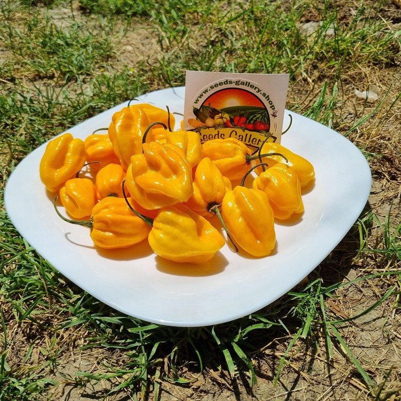 100 Graines de Piments Habanero jaune