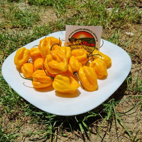 100 nasion Habanero Żółte
