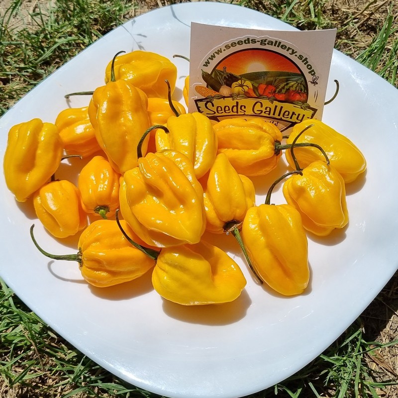 100 semințe galben habanero