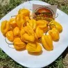 100 Semena zuti Habanero