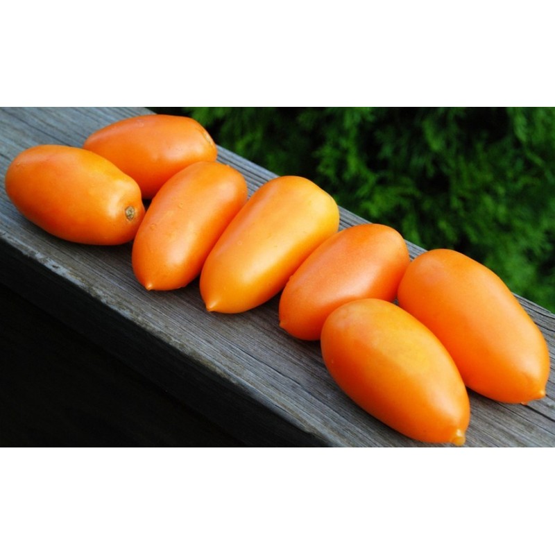 Price: €1.85 - Semi di Pomodoro Arancione Banana - Seeds Gallery