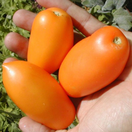 Price: €1.85 - Graines De Tomate Banane Orange - Seeds Gallery