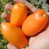 Price: €1.85 - Semi di Pomodoro Arancione Banana - Seeds Gallery