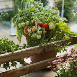 Balcony Tomato Seeds Monte Carlo - 228.714671
