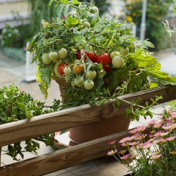Price: €1.95 - Semi di pomodoro balcone Monte Carlo - 