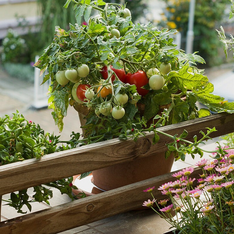 Price: €1.95 - Semi di pomodoro balcone Monte Carlo - 