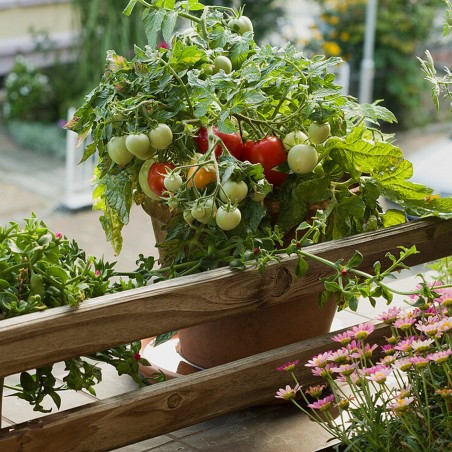Price: €1.95 - Balcony Tomato Seeds Monte Carlo -