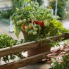 Price: €1.95 - Balcony Tomato Seeds Monte Carlo - 