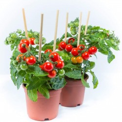 Price: €1.65 - Σπόροι ντομάτας Bajaja - 