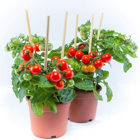 Semillas de Tomate Bajaja