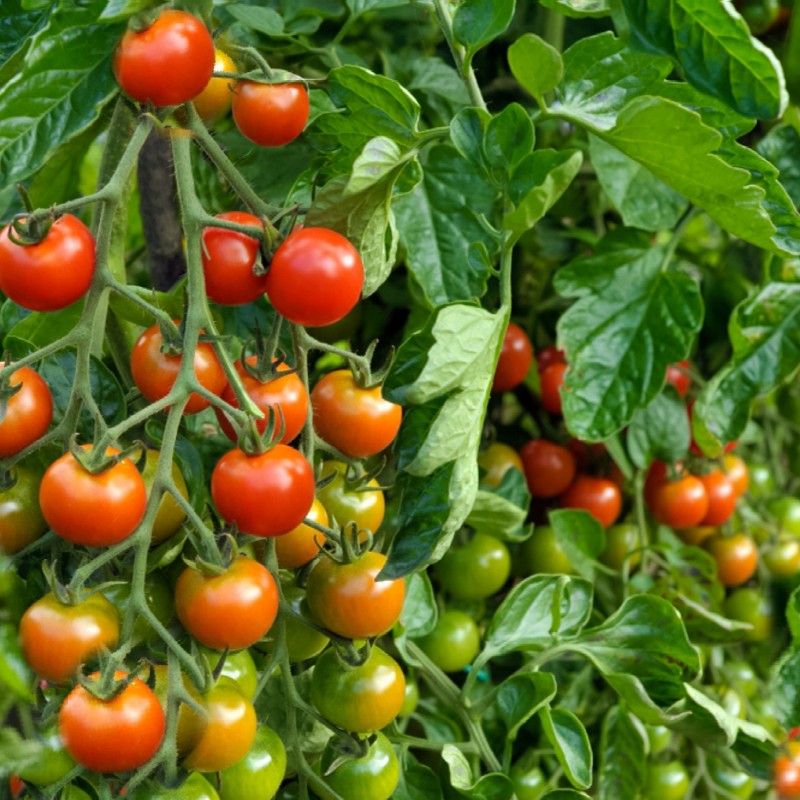 Price: €1.45 - Sementes de tomate orgânico Chadwick Cherry - Seeds Gallery