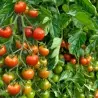 Chadwick Cherry Tomaten Samen