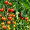 Price: €1.45 - Graines de tomate Chadwick Cherry - Seeds Gallery