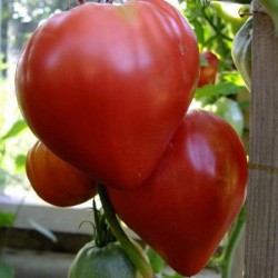 Price: €1.65 - Adlerherz Sibirische Tomatensamen - 