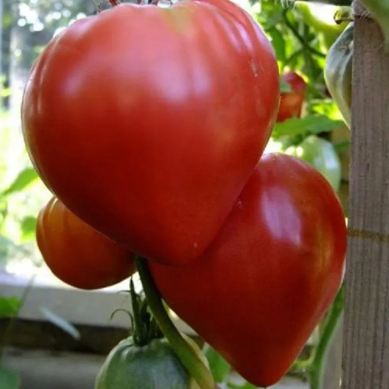 Semillas de tomate siberiano Corazón de Eagle