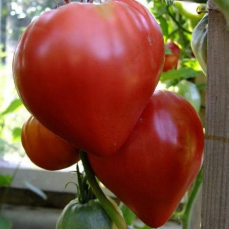 Semillas de tomate siberiano Corazón de Eagle