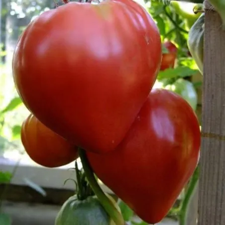 Semillas de tomate siberiano Corazón de Eagle