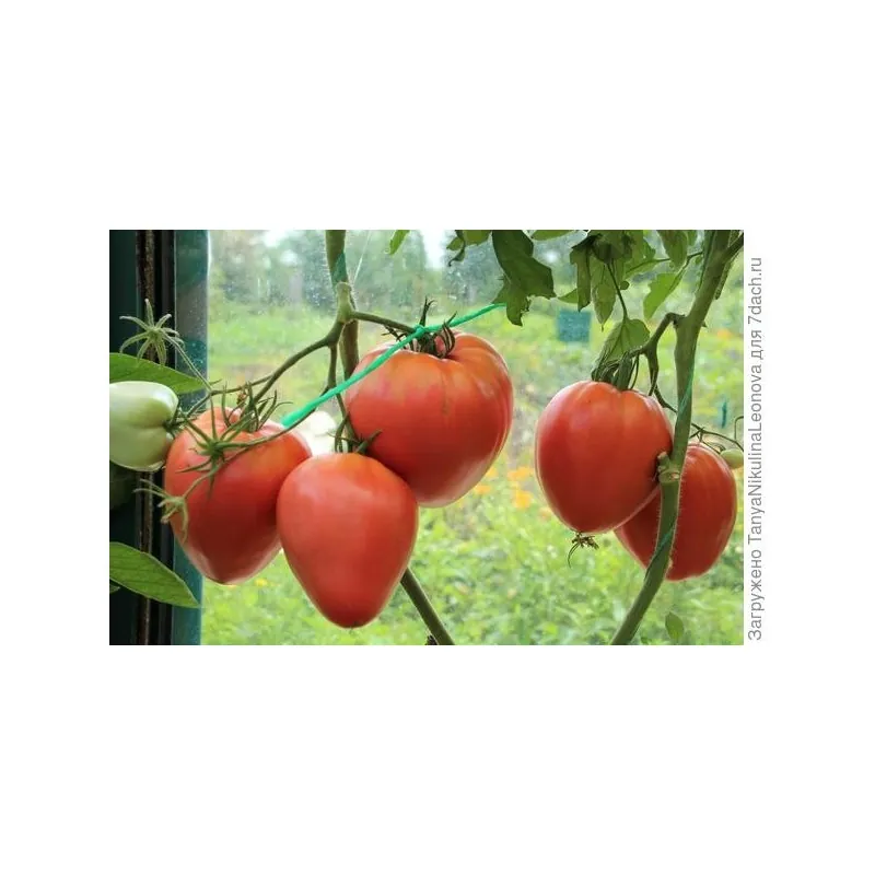 Semillas de tomate siberiano Corazón de Eagle