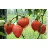 Semillas de tomate siberiano Corazón de Eagle