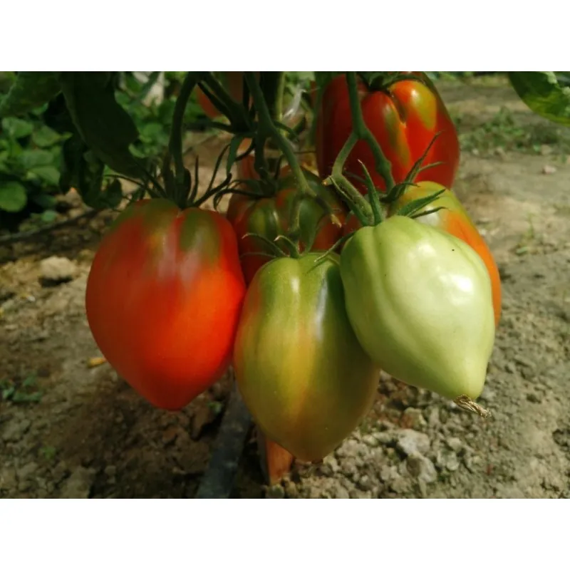 Semillas de tomate siberiano Corazón de Eagle
