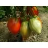 Semillas de tomate siberiano Corazón de Eagle